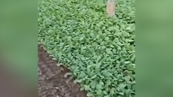 ساخت خانه و استخر بدون داشتن ابزار مخصوص + فیلم