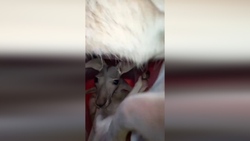 جنگ کانگورو ها در استرالیا + فیلم