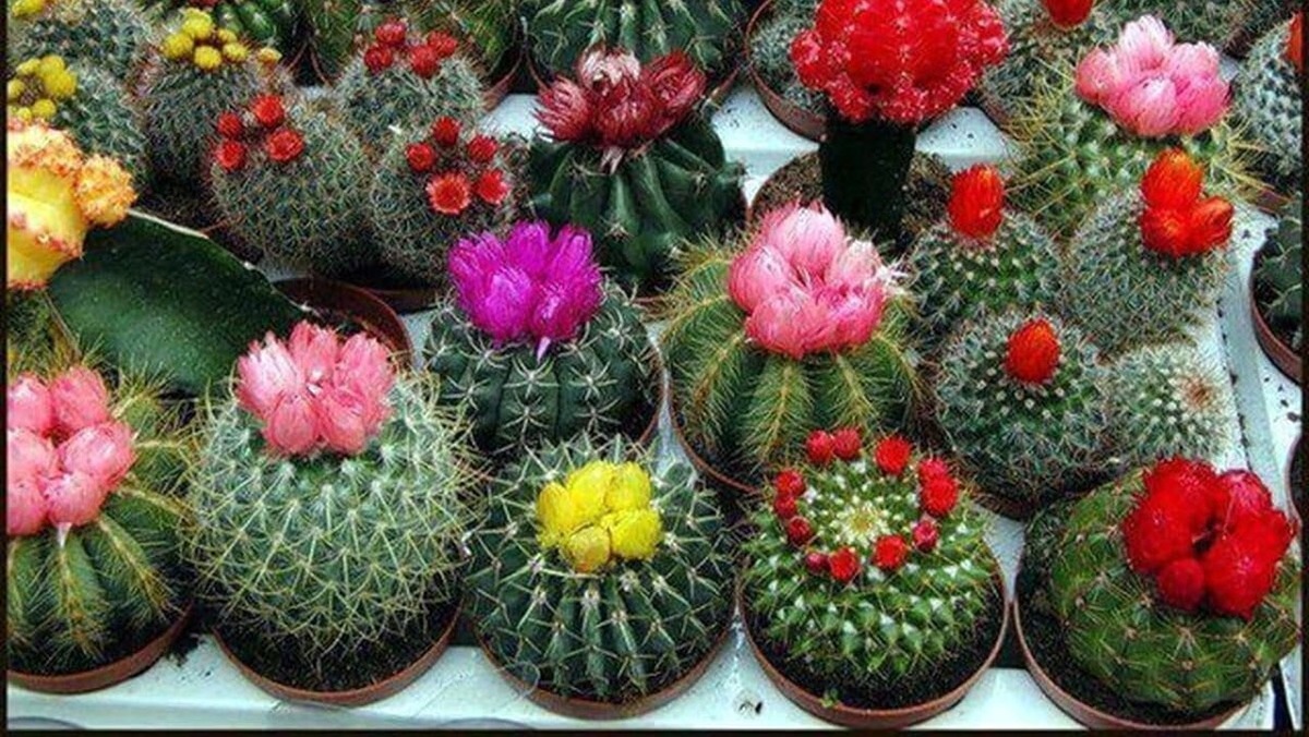 ایده ساخت دسته گل شکلاتی + فیلم