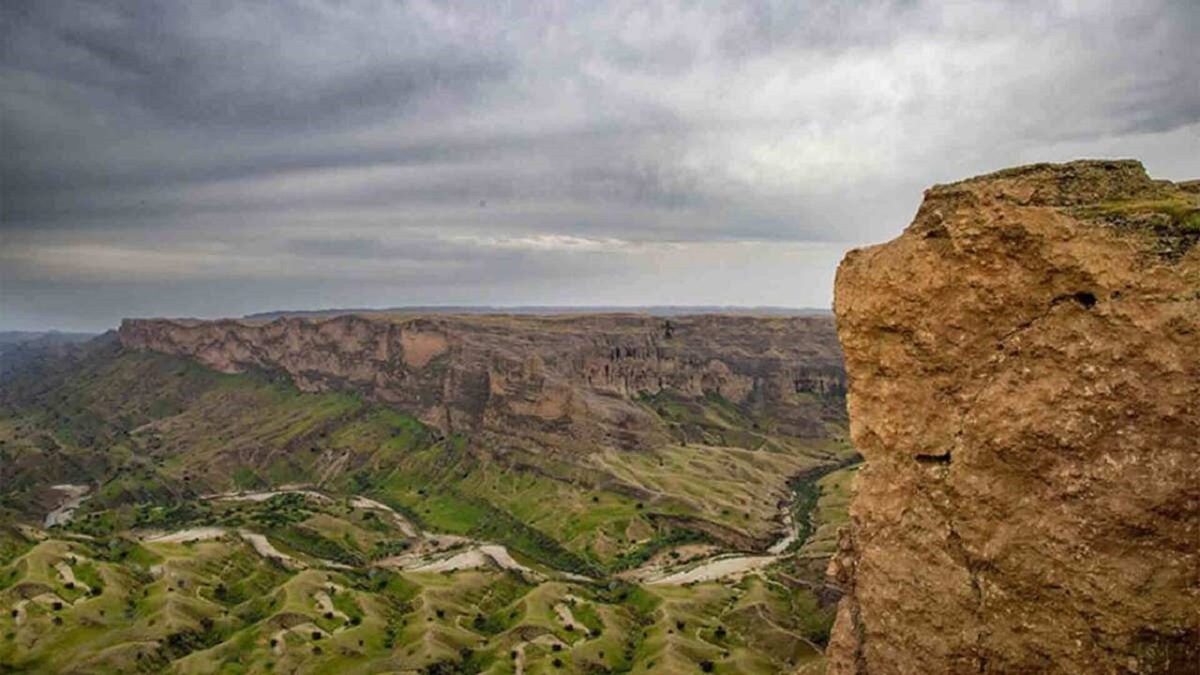 درختی منحصربه فرد به نام باران طلایی + فیلم