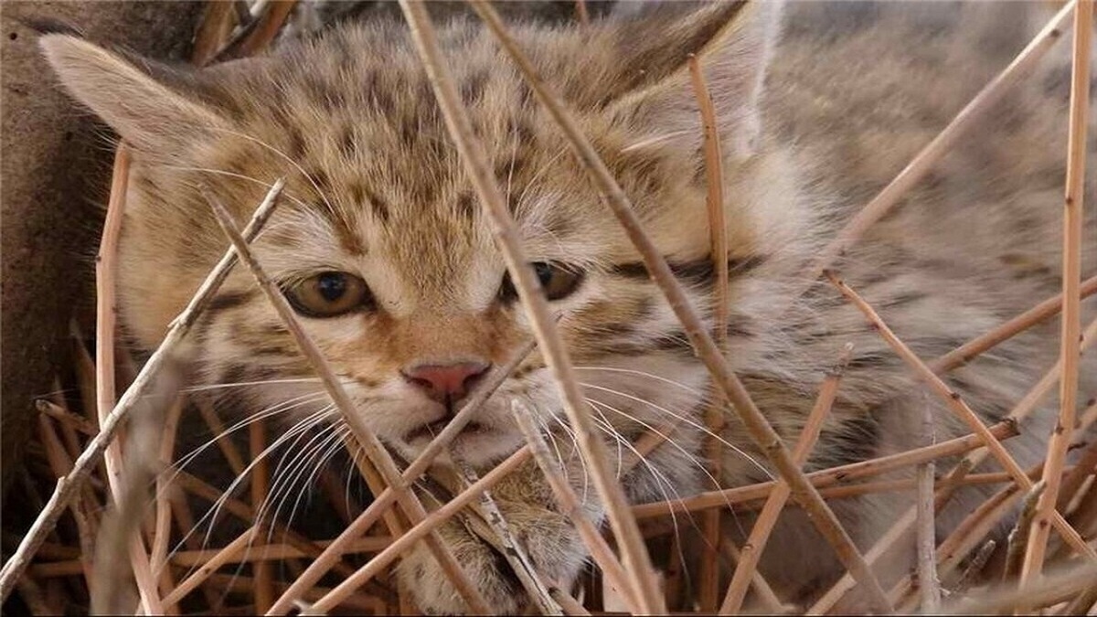 نمایی از غار زیبای کریستالی در مکزیک