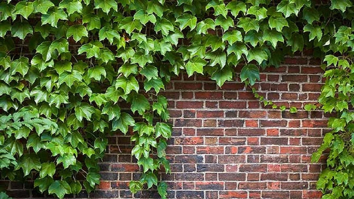جزیره‌ای ماسه‌ای در نزدیکی بوشهر + فیلم