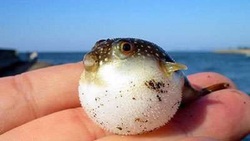مکانیسم دفاعی نهنگ عنبر کوتوله + فیلم