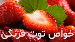 معرفی خواص میوه آووکادو + فیلم