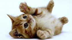 نجات جوجه اردک‌ها از شبکه فاضلاب + فیلم