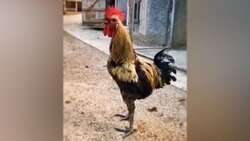 کشف کشتی غرق‌شده با ۲۰۰ تن طلا، نقره و زمرد + فیلم