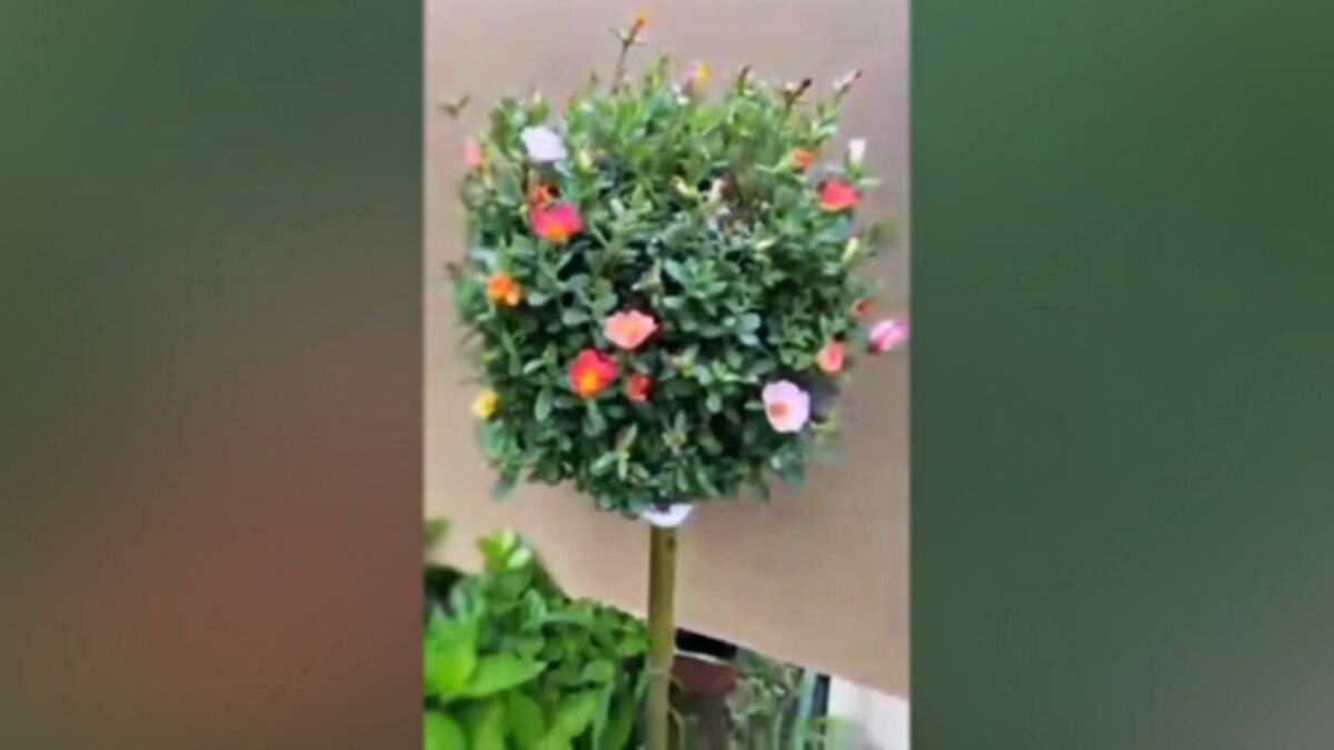 واکنش گل قهر و آشتی به لمس شدن + فیلم