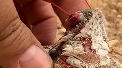 نگهداری از یک شیر در مسکو + فیلم