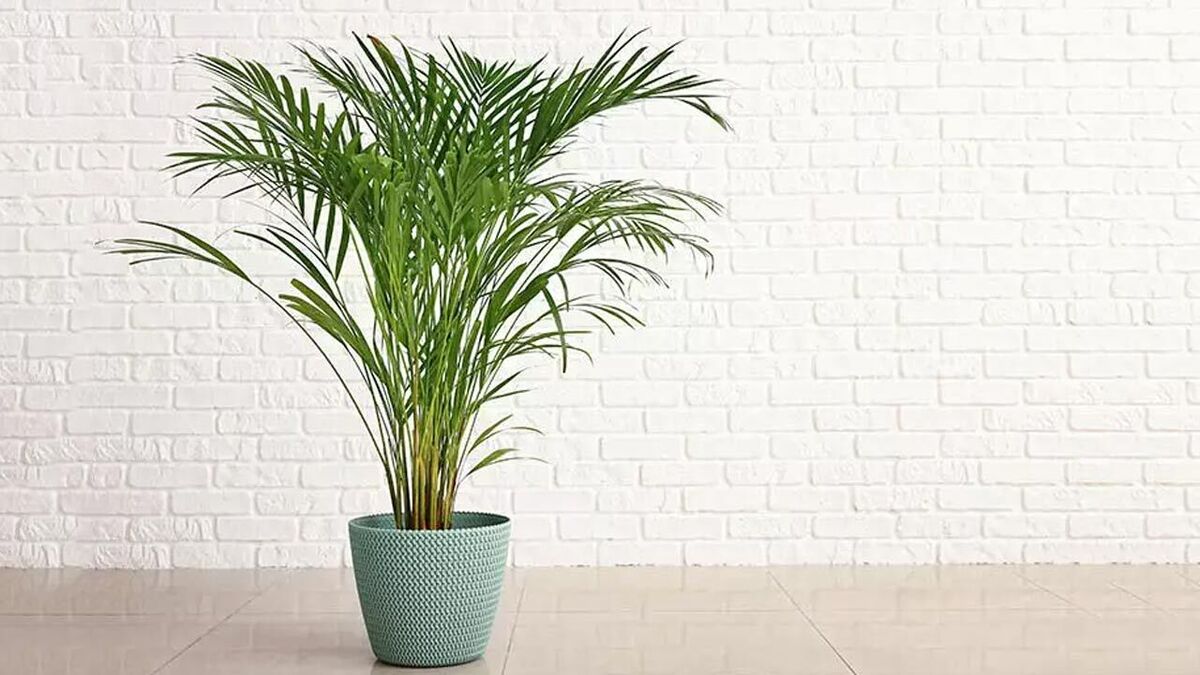 آموزش نگهداری از برگ انجیری + فیلم