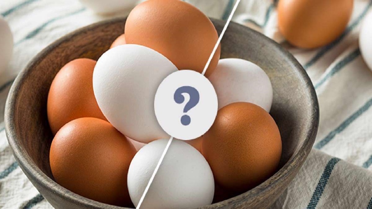 آنچه باید در مورد قوز بدانیم + فیلم