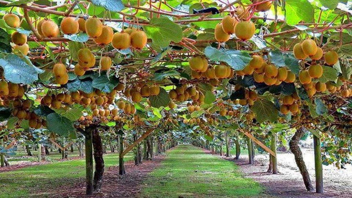 مهارت یک دختربچه در چیدن میوه + فیلم