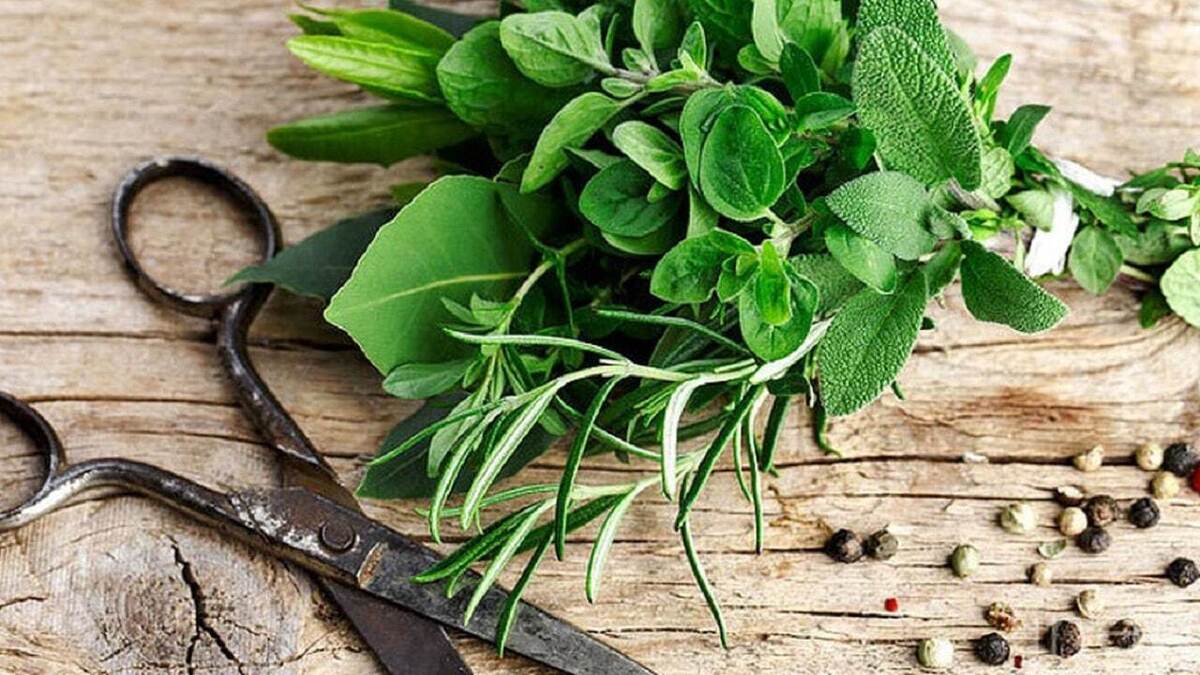 آموزش نگهداری از برگ انجیری + فیلم