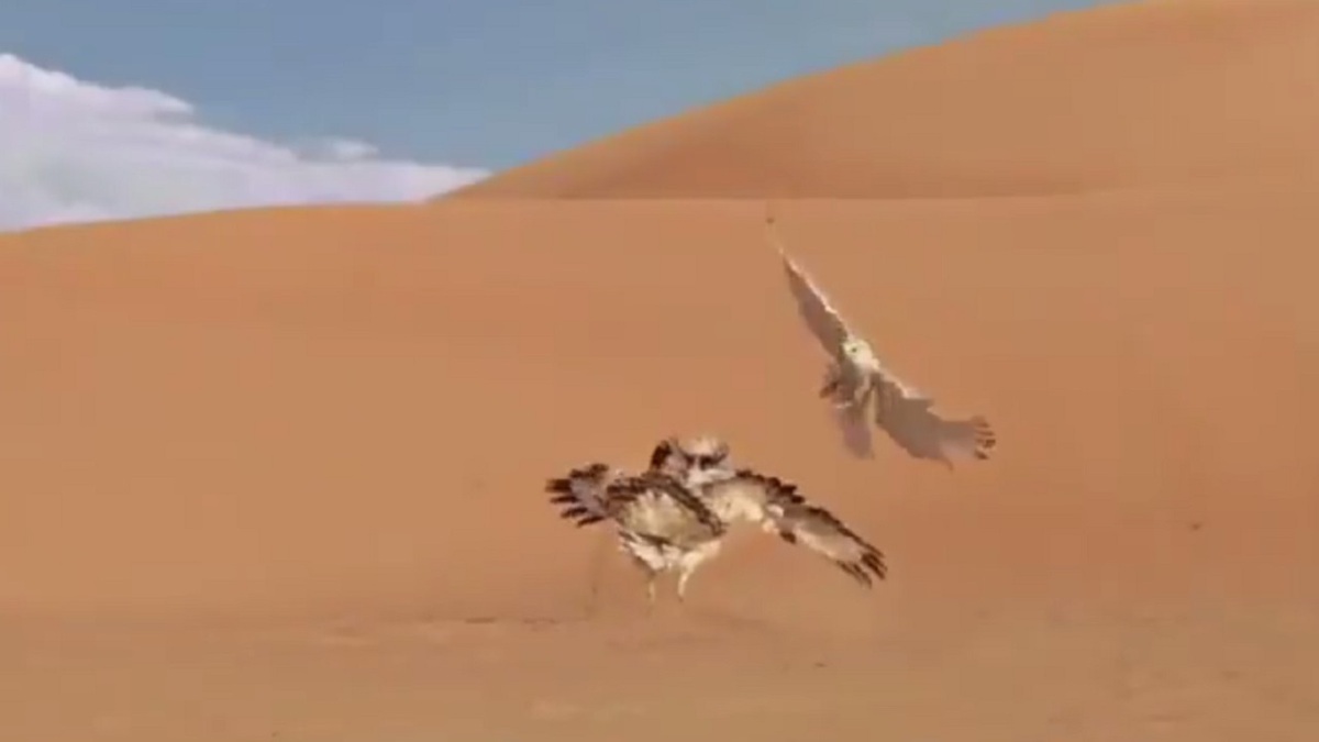 لحظه آب خوردن مار کبری + فیلم