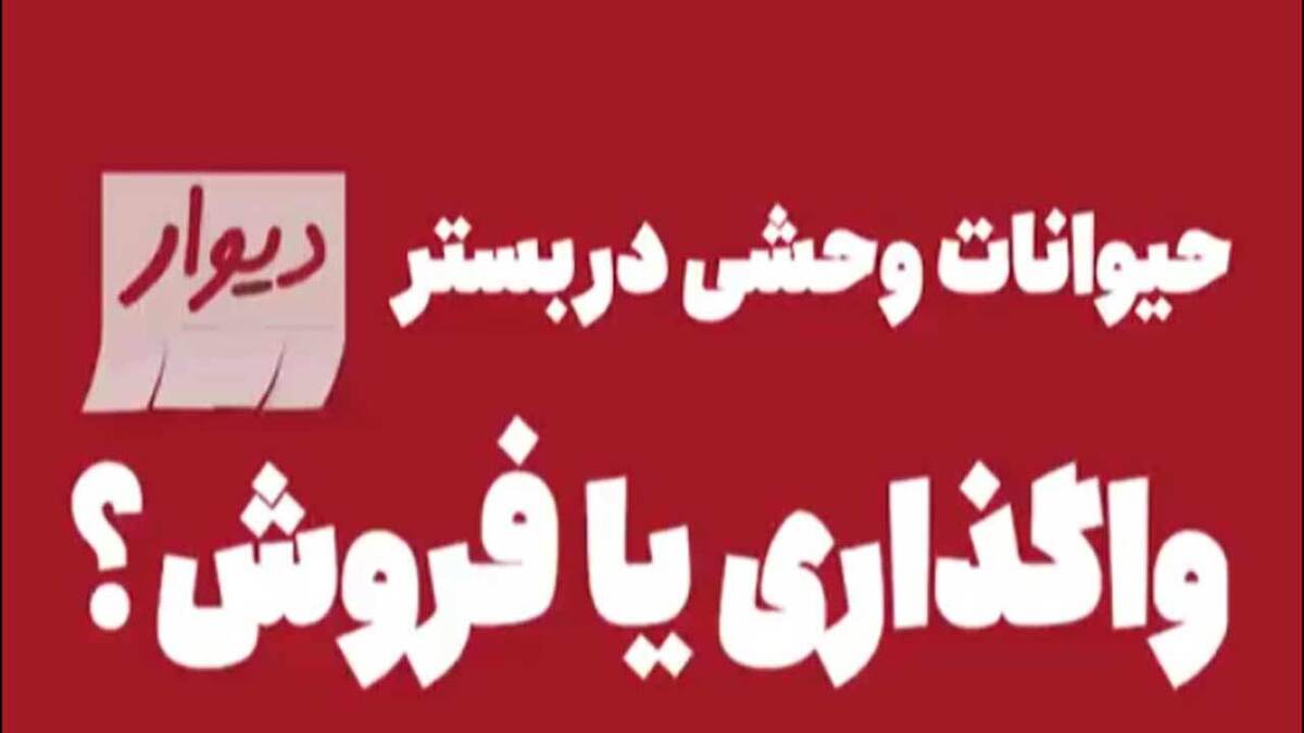 پاندای سرخ؛ زیبا ولی خطرناک! + فیلم
