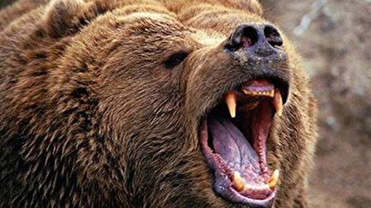 پاندای سرخ؛ زیبا ولی خطرناک! + فیلم