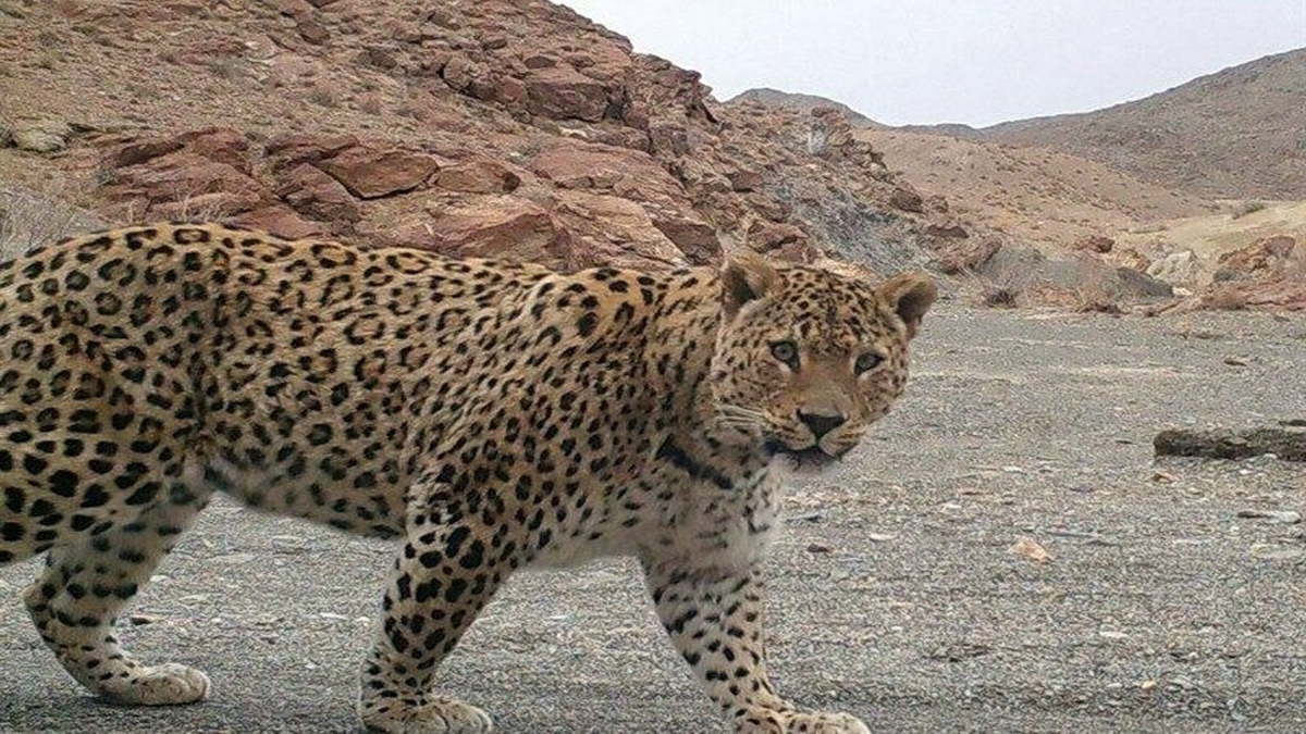 لحظه حمله وحشتناک یک ببر به مربی اش + فیلم