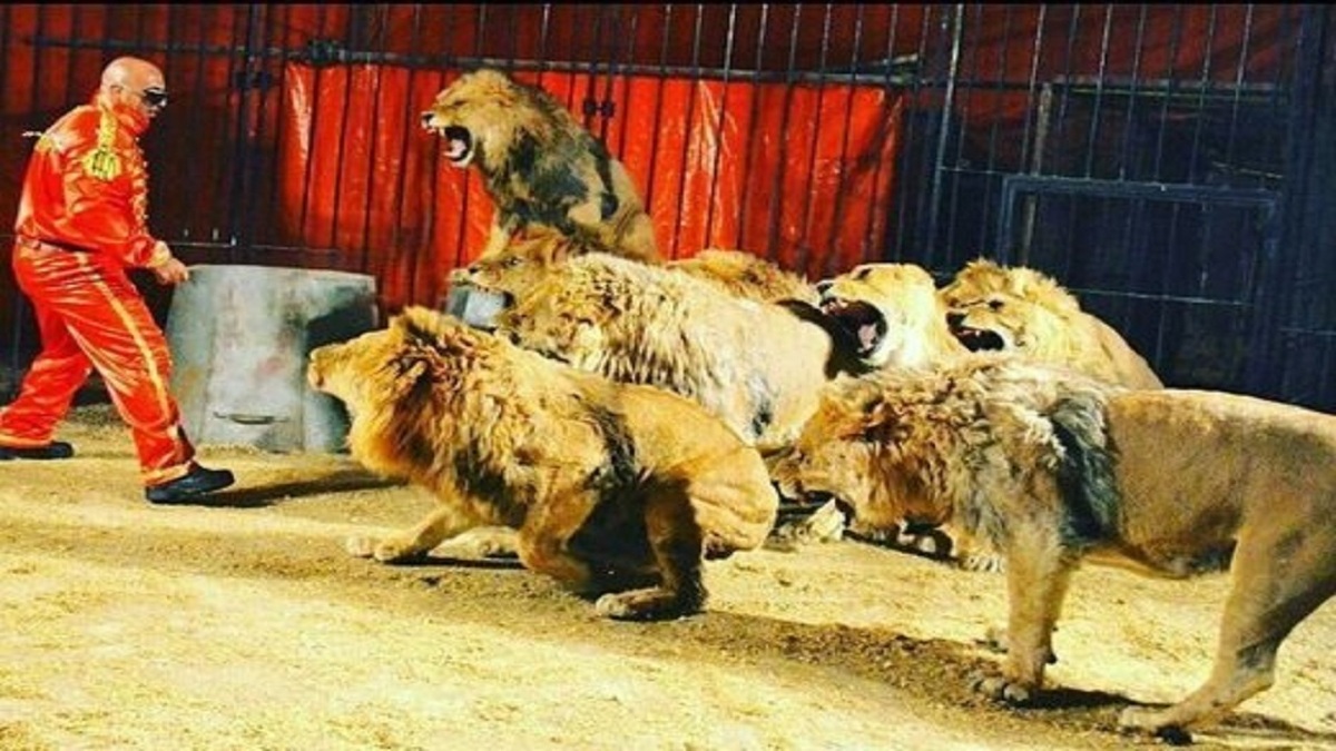 هنرنمایی فیل‌ها در سیرک + فیلم