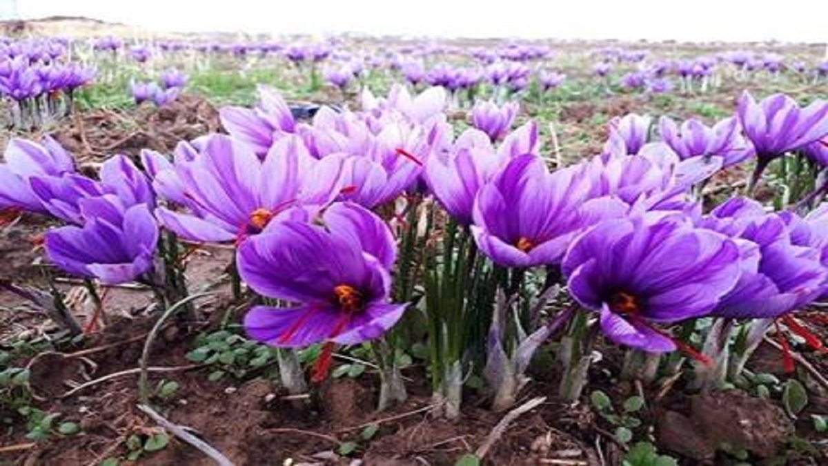 کشت زعفران در هند + فیلم