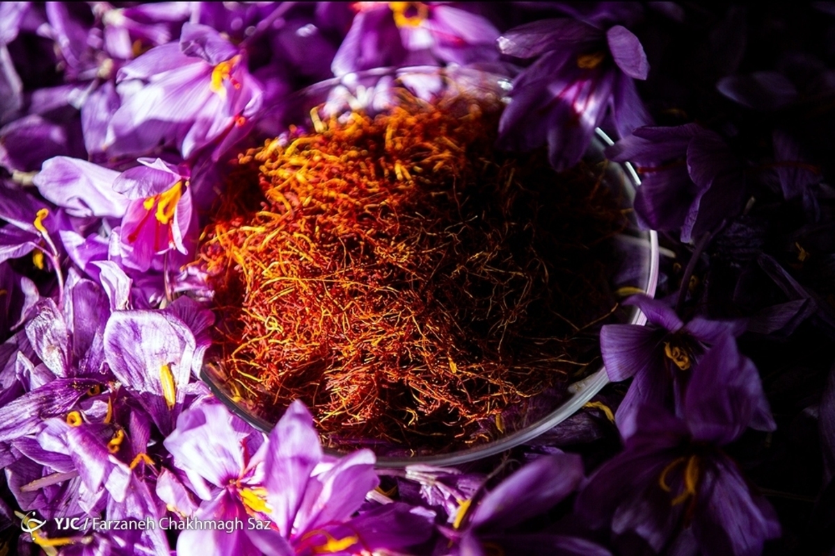 نارنج چینی در باغ ارم شیراز