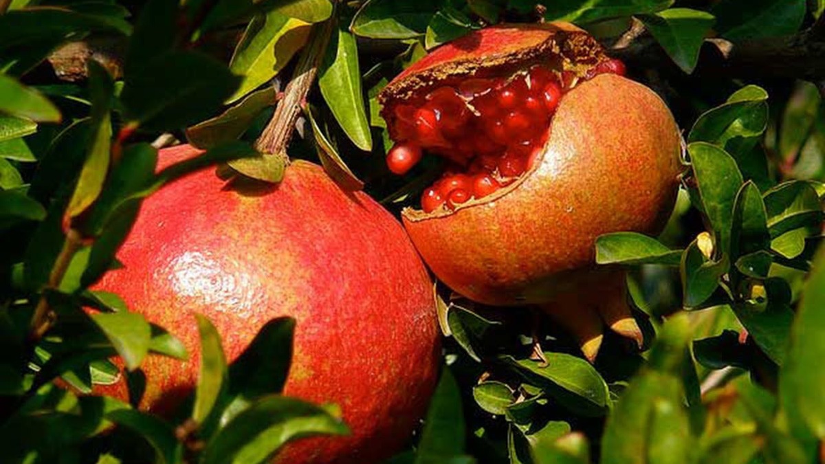 ایران؛ بزرگترین تولیدکننده انار در دنیا + فیلم
