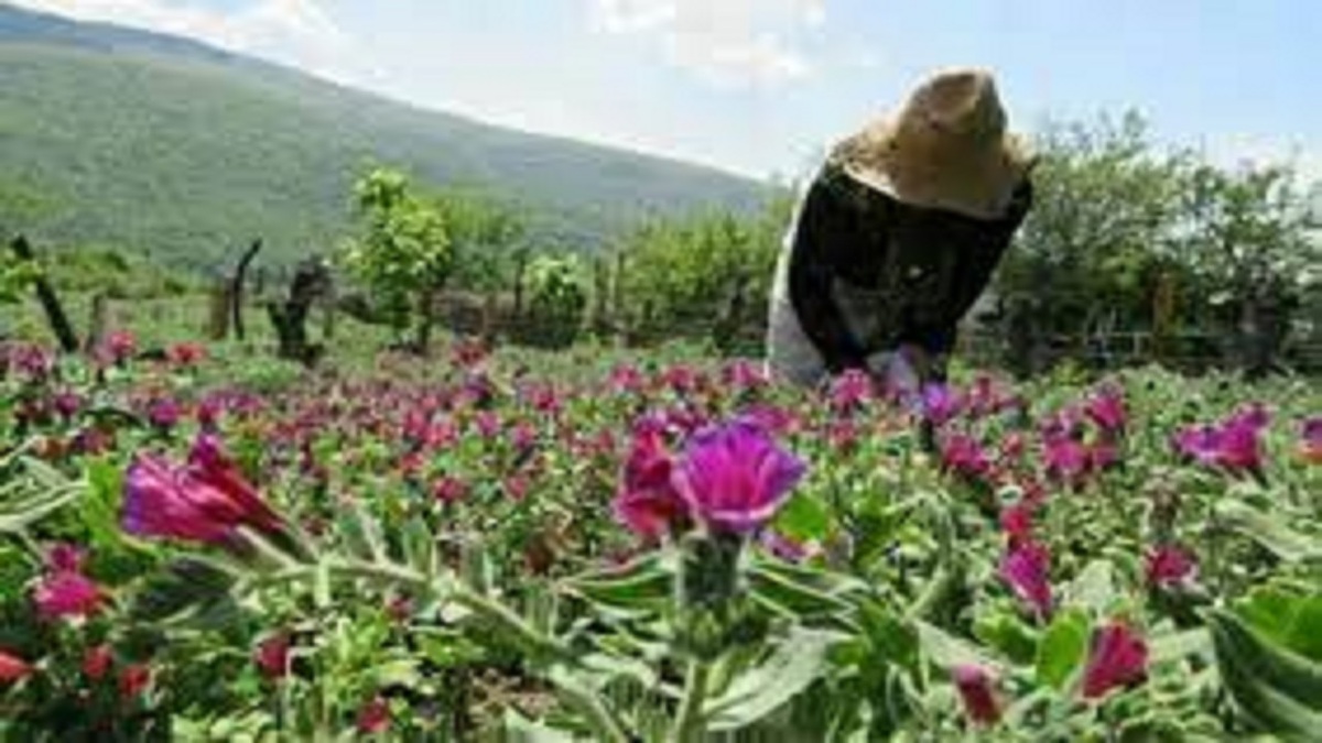 نمونه‌ای از سیاست جدید الگوی کشت + فیلم