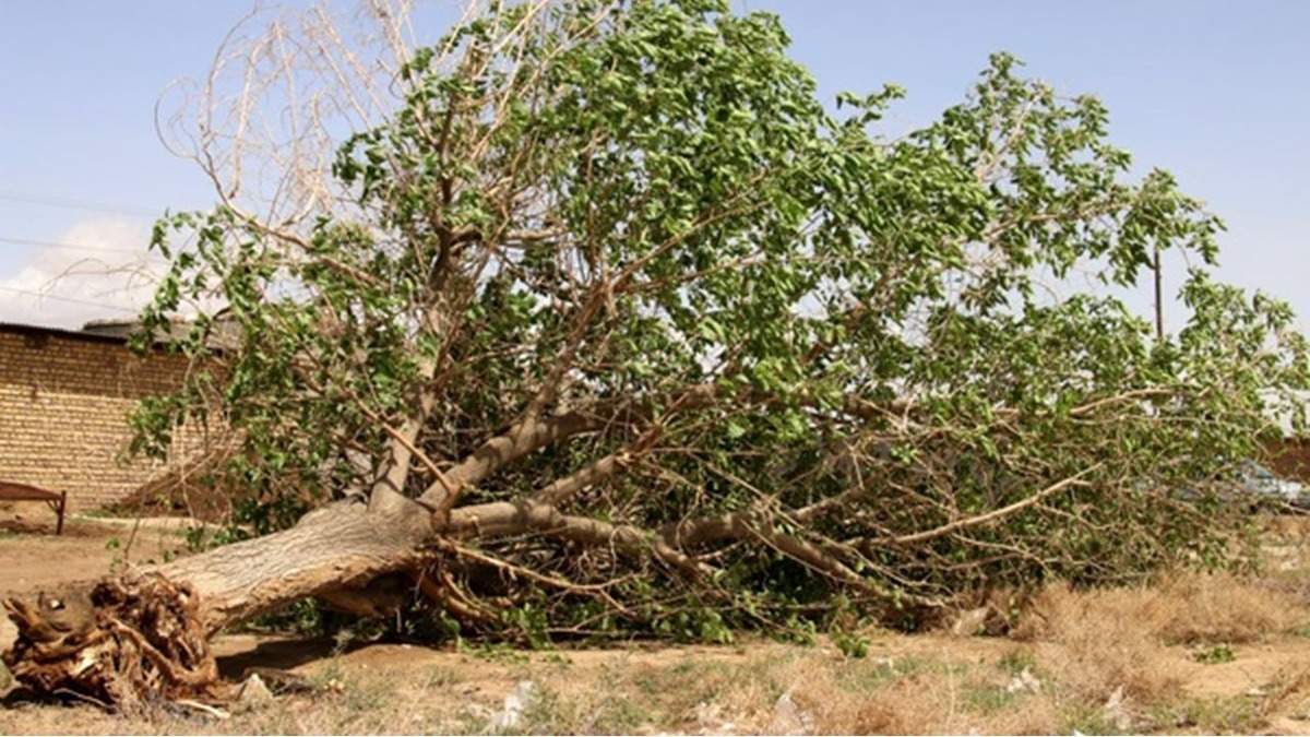 کهنسال‌ترین جاندار ایران در قلب کویر + فیلم