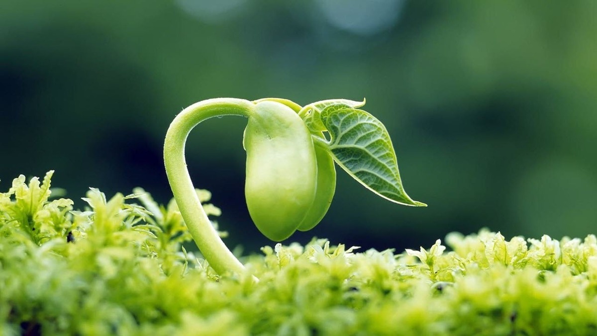 گیاه پنیرک چه کاربردی دارد؟ + فیلم