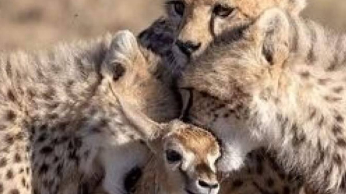 جدال دلبر با خرگوش + فیلم