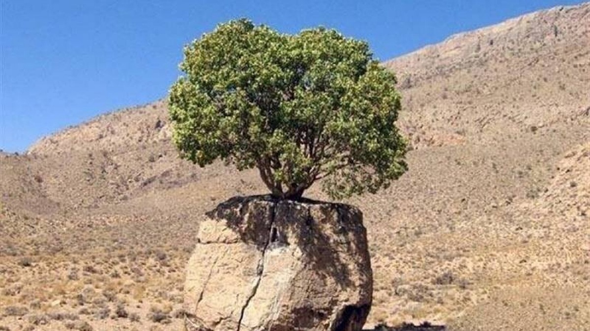 رشد کردن درخت از درون یک خودرو + فیلم