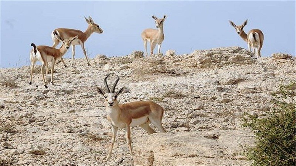 سرشاخه مهم رود کرخه + فیلم