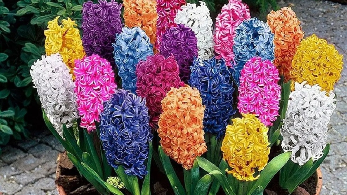 برگزاری یازدهمین جشنواره لاله‌های کرج + فیلم