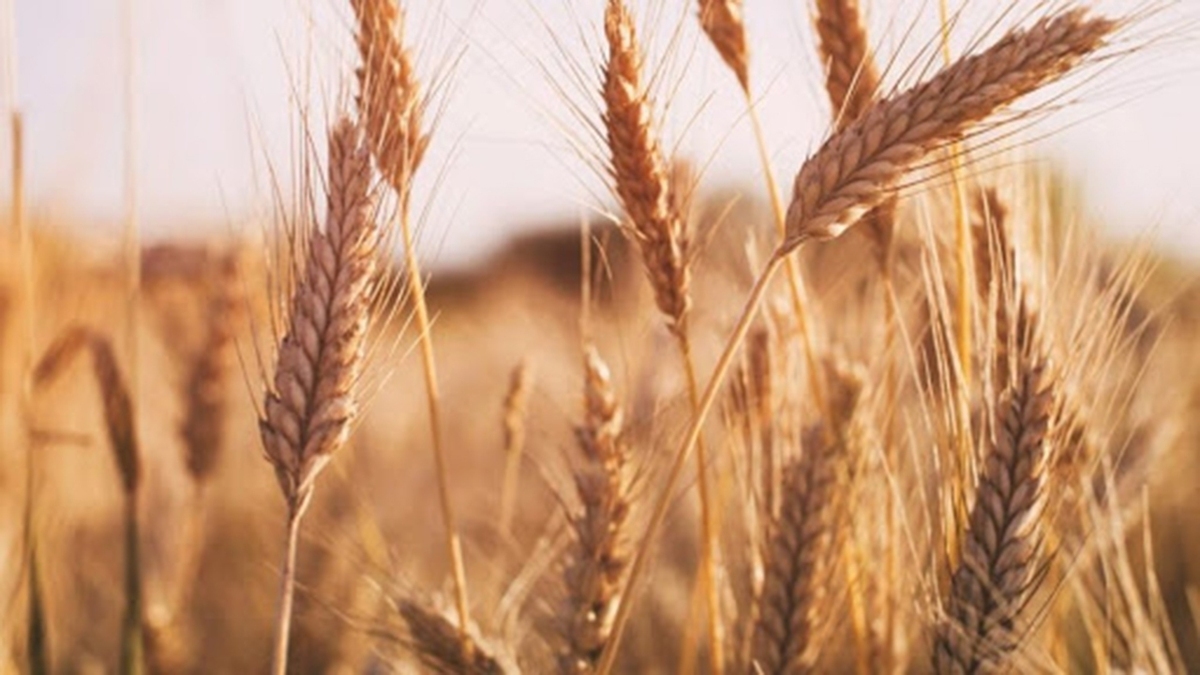 زمان برگزاری شورای قیمت‌گذاری کالا‌های اساسی از زبان رئیس کمیسیون کشاورزی مجلس + فیلم