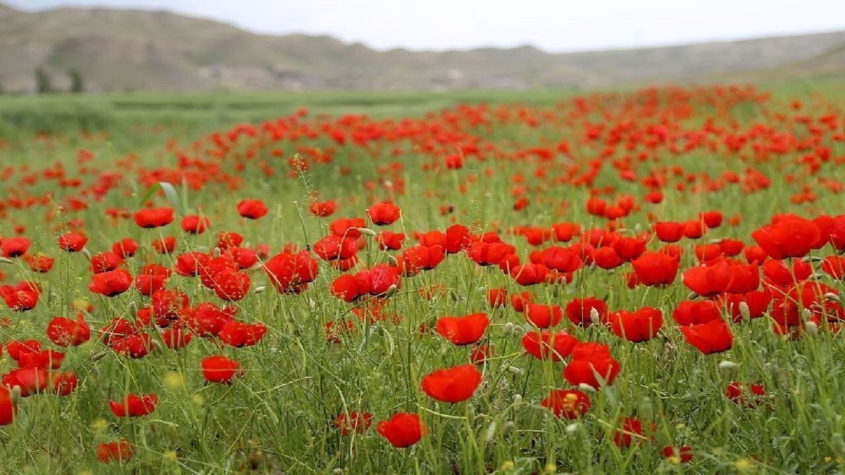 صحنه‌ای از طبیعت زیبای مرودشت + فیلم