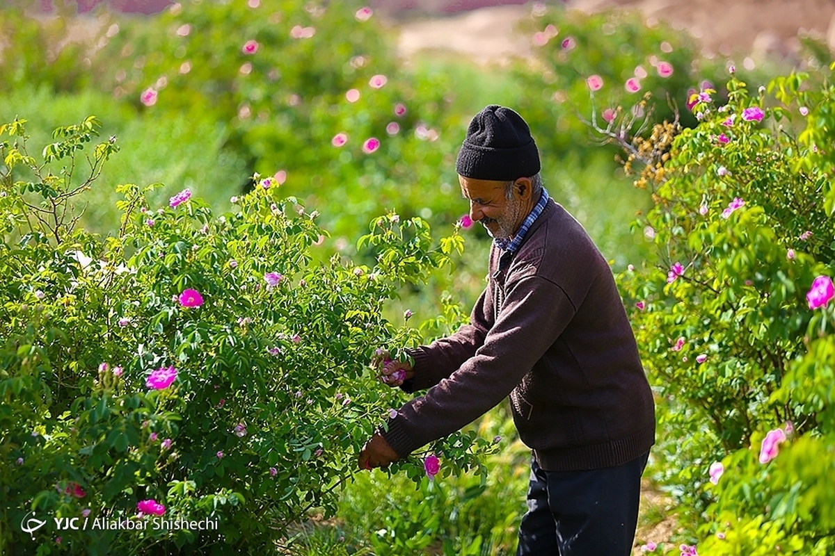 گل‌آرایی حرم مطهر رضوی در آستانه میلاد با سعادت امام رضا (ع)