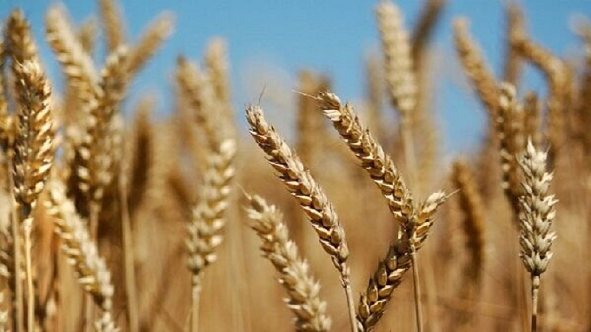 چگونه چای دبش در مسیر فساد قرار گرفت؟ + فیلم