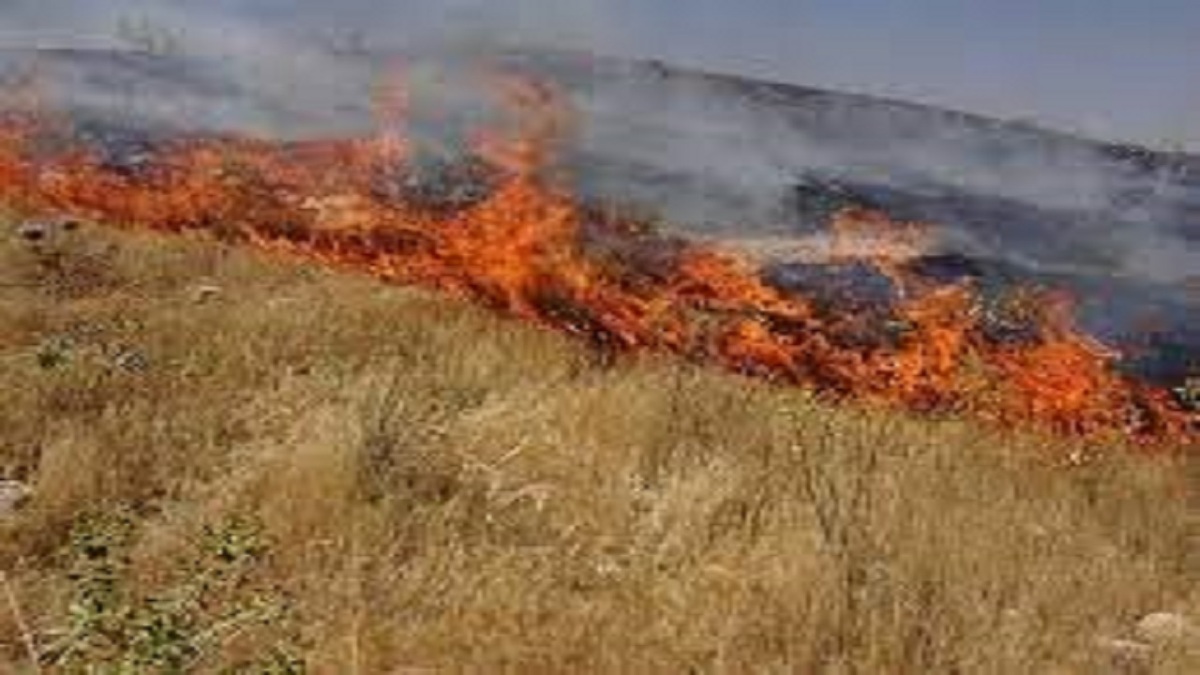 مرگ تدریجی مزارع برنج