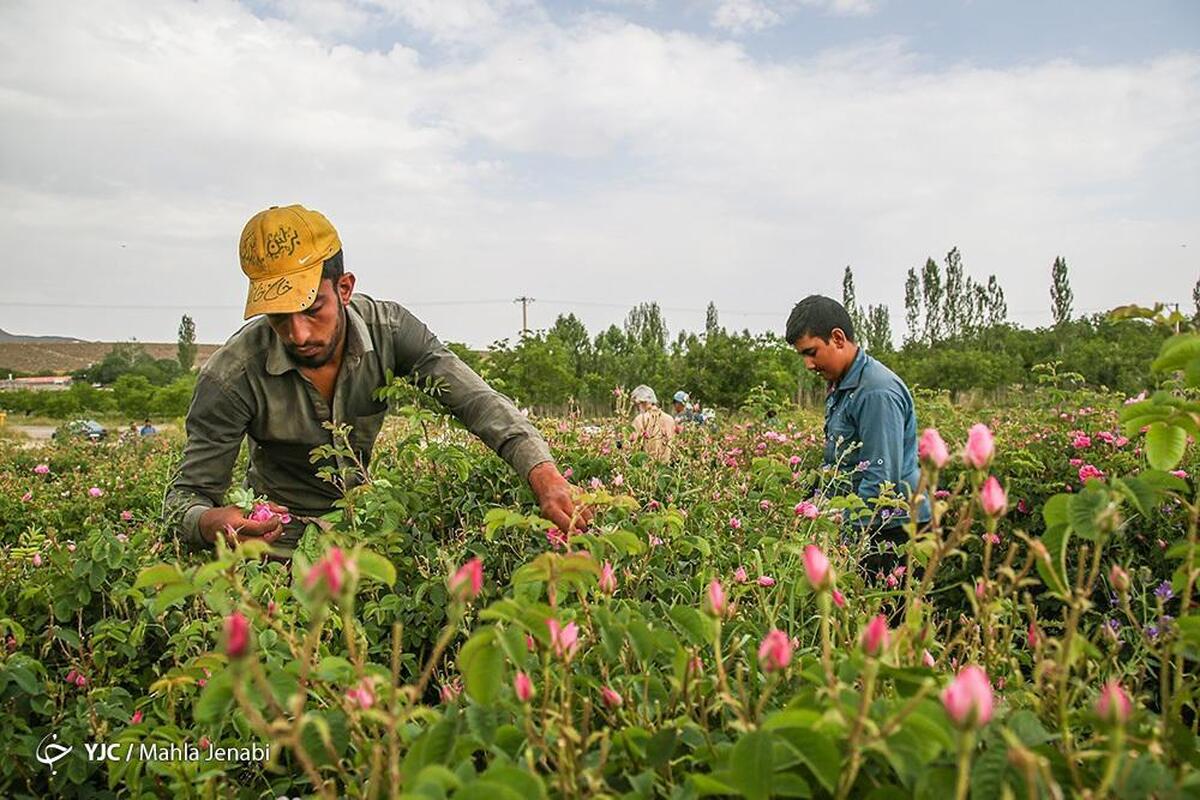 فالوده کرمانی، خوراکی برای روز‌های گرم تابستان