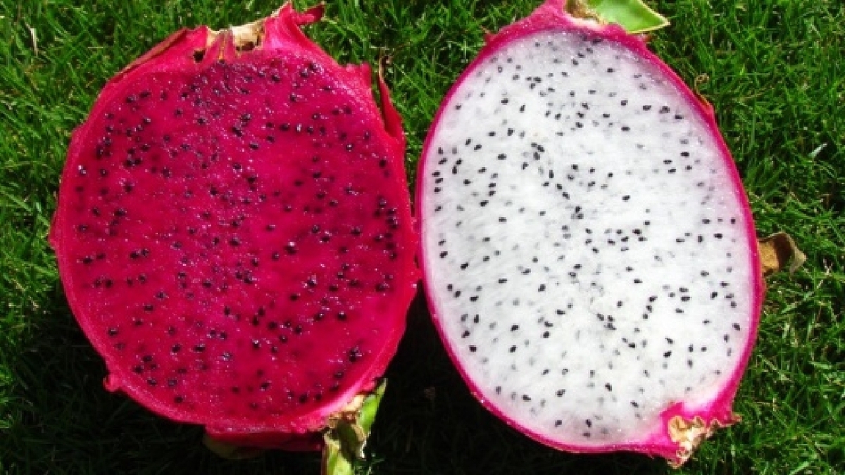 شکوفایی گل‌های یخی در روسیه + فیلم