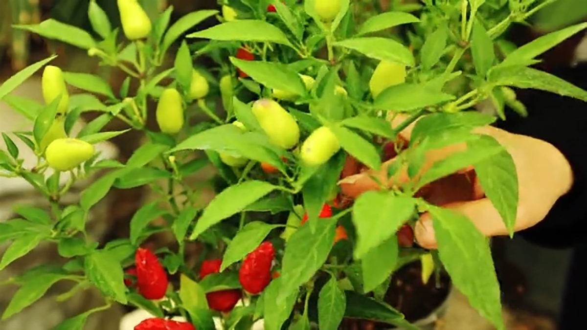 شرایط نگهداری و روش تکثیر گیاه قاشقی + فیلم