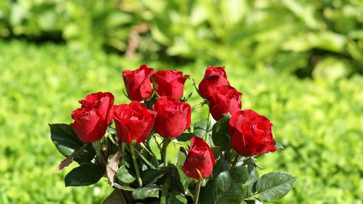 روشی کاربردی برای آبیاری گلدان‌ها در ایام عید و مسافرت + فیلم