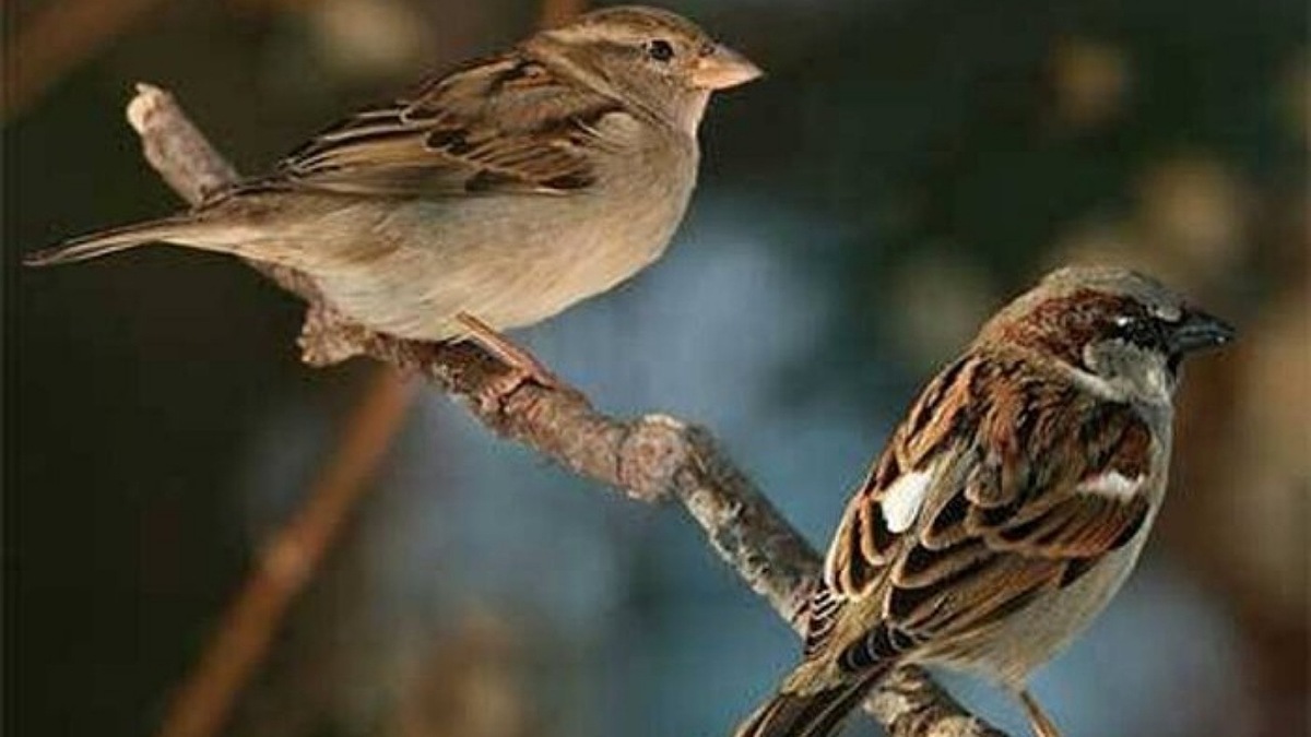 هجوم گنجشک‌ها به کیک جا مانده روی میز کافه+ فیلم