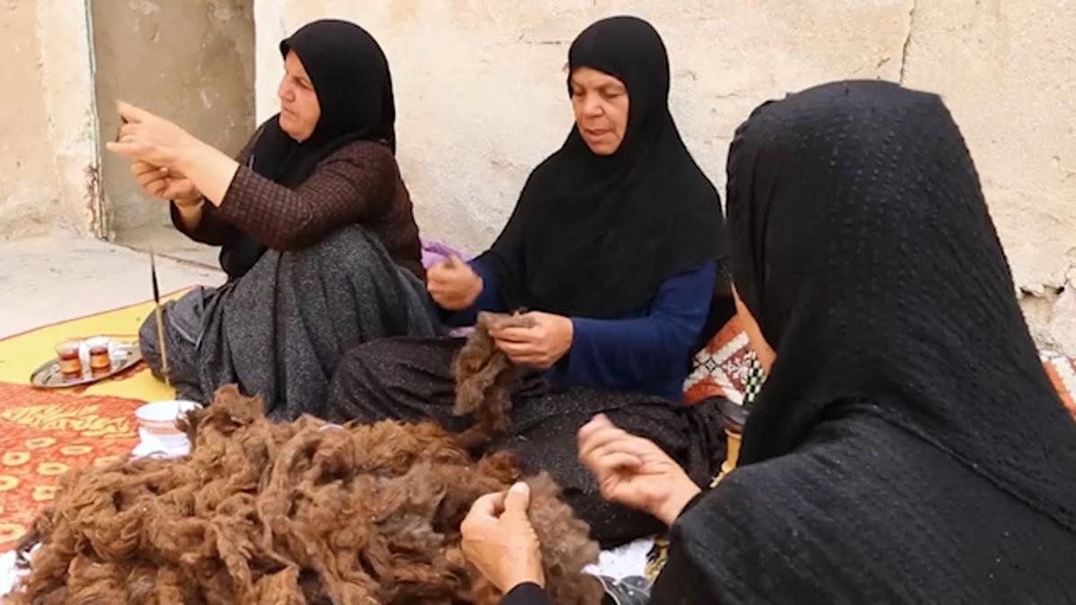 شتر‌ها در محوطه کاخ وینسنس فرانسه + فیلم