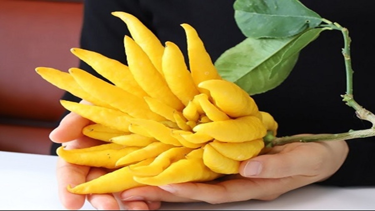 نان‌هایی که عامل کم خونی هستند + فیلم