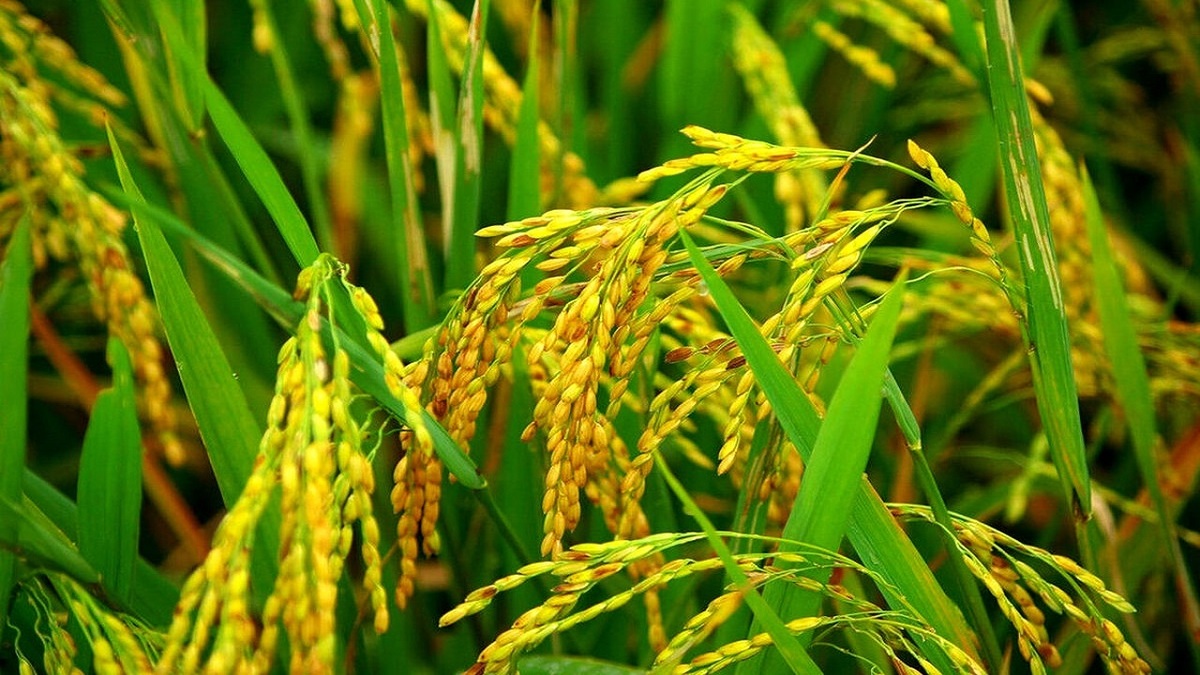 ایران آماده تأسیس ۵ نیروگاه برق هسته‌ای + فیلم