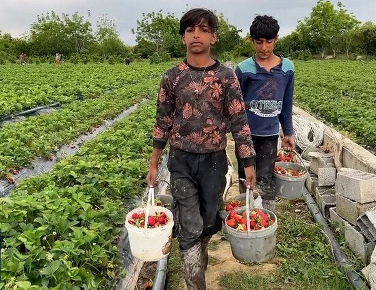 برداشت توت در خراسان جنوبی + فیلم