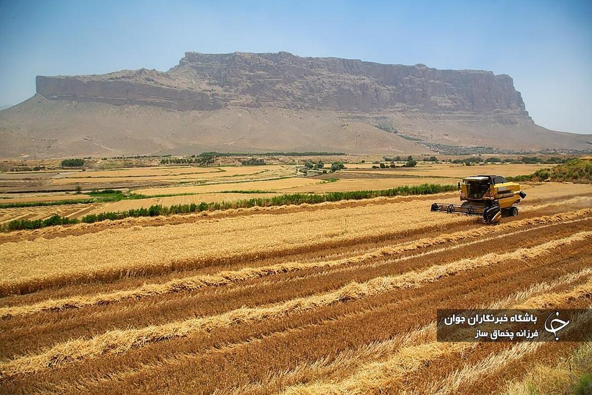 برداشت پسته طلای سبز در کرمان