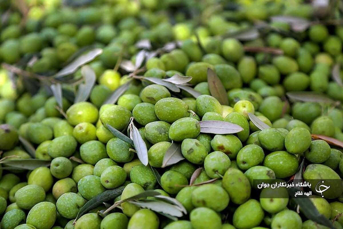 بارش برف در استان زنجان