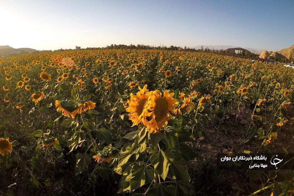 مزرعه بلوبری