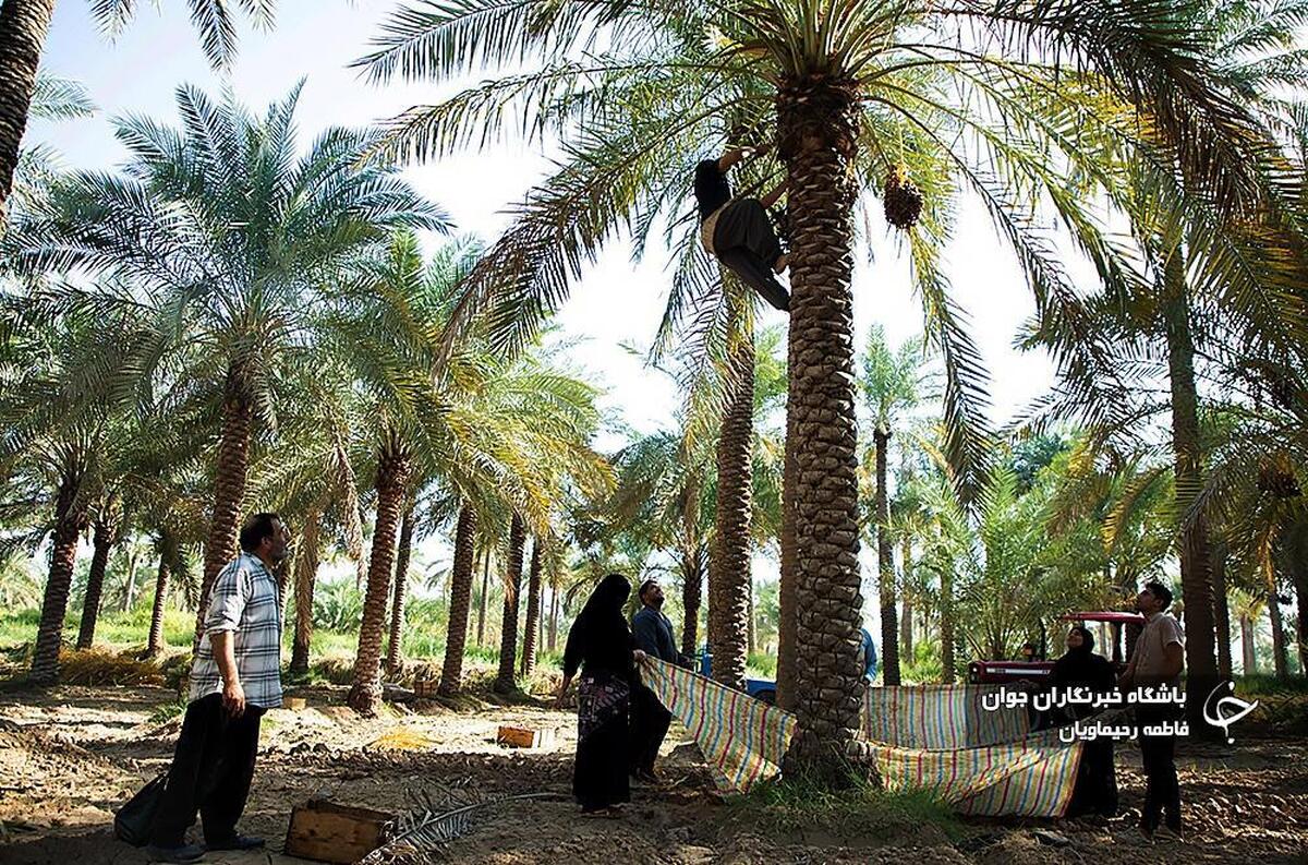 سنبل آبی  بلای جان آب ‌بندان‌های بابل