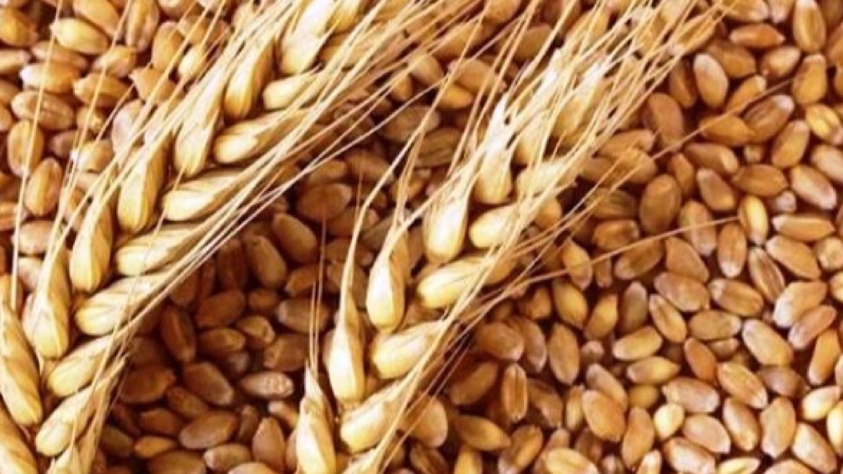 پیش بینی وضعیت کشاورزی با ماهواره ایرانی خیام + فیلم